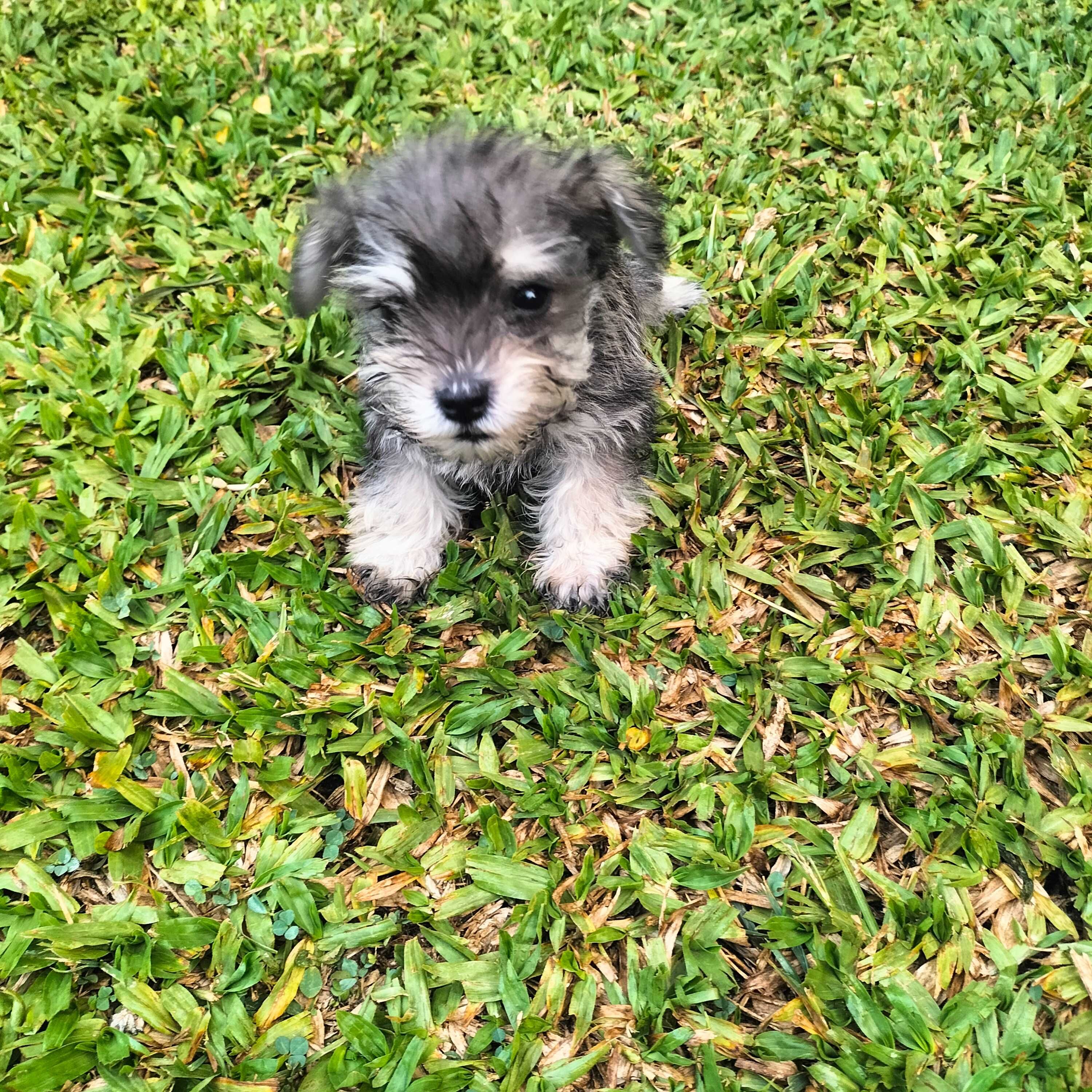 Schnauzer miniatura sal e pimenta
