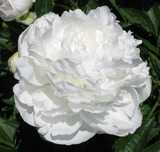 Piwonia chińska Baroness Schroeder  -sadzonki Flora Szczecin
