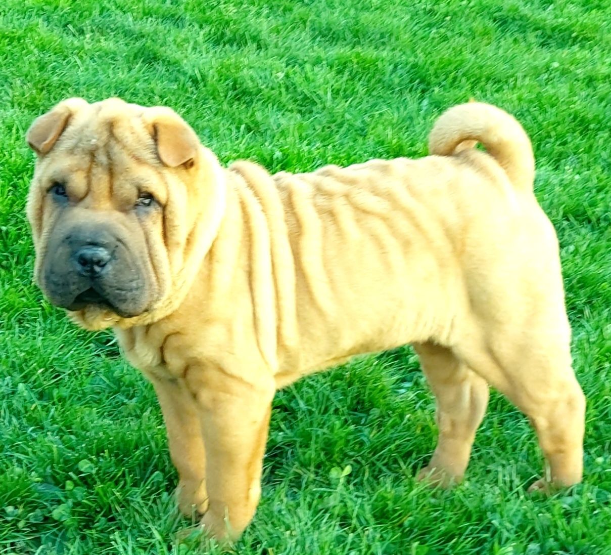 Shar Pei suczka z rodowodem ZKwP,Bella