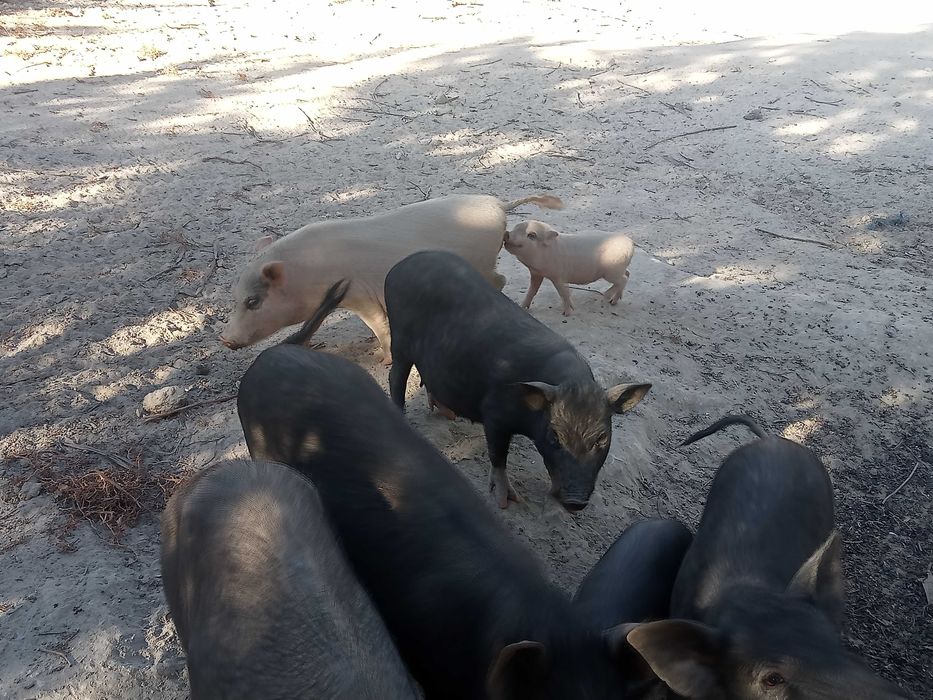 Porcos vietnamitas