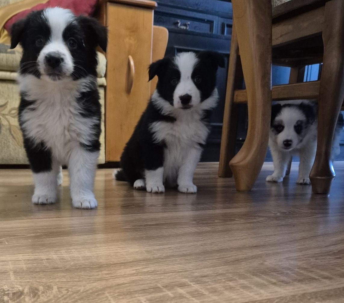 Piesek Border Collie