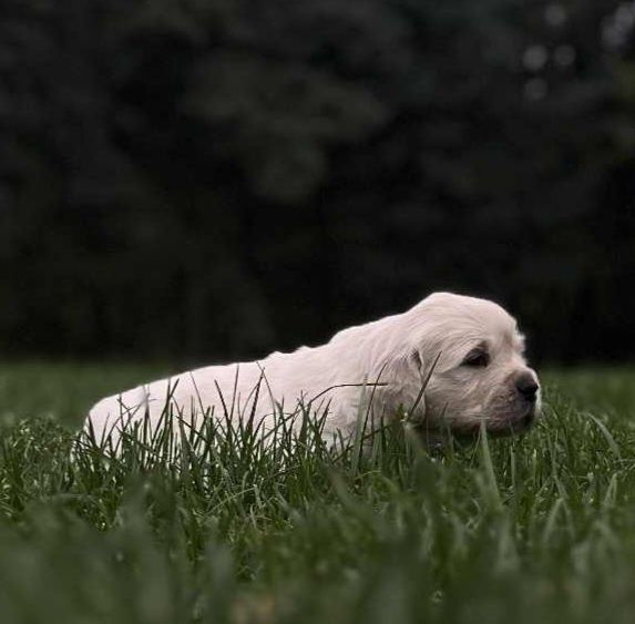 Golden Retriever FCI suczka
