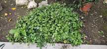 Crassula multicava 1KG !
