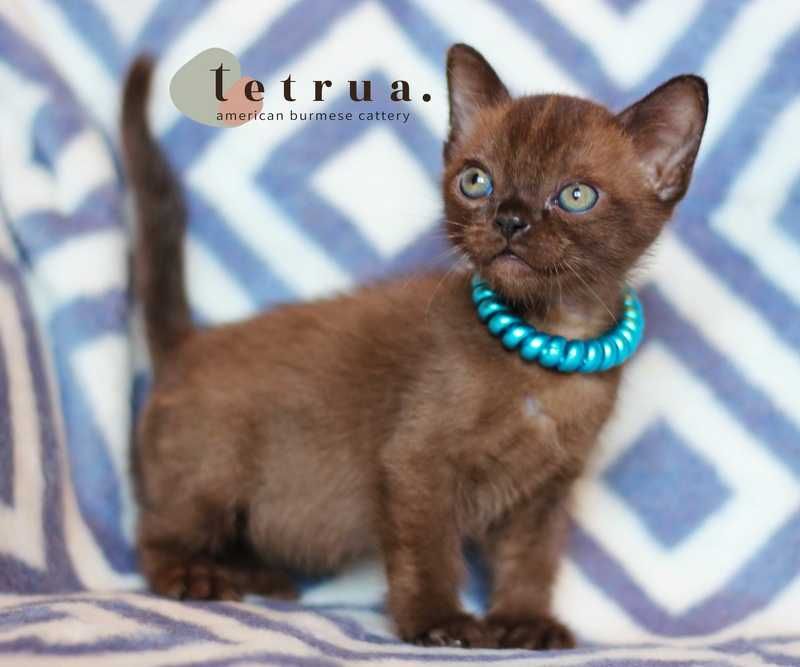 Американская бурма!!!