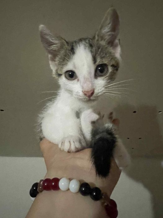 Bójka kociak do adopcji