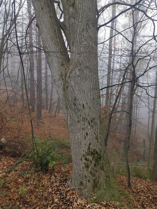 Lipa kloc kłoda drzewo