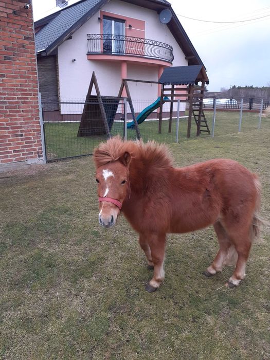 Koń kucyk ogierek