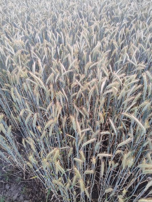 Rolnictwo zboża pzenzyto