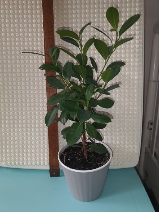 Продам   юкку  та фікуси.Поштою не відправляю !!!