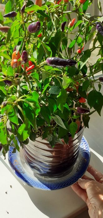 Перец острый комнатный