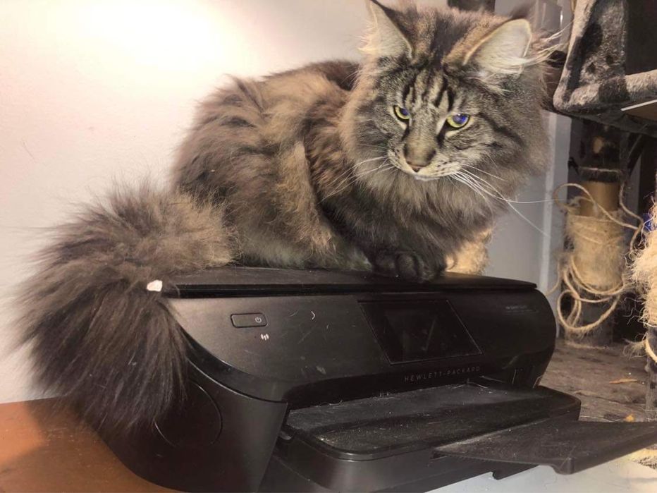 Drukarka HP envy 5640