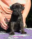 Cane corso suczka rod FCI nie do dalszej hodowli
