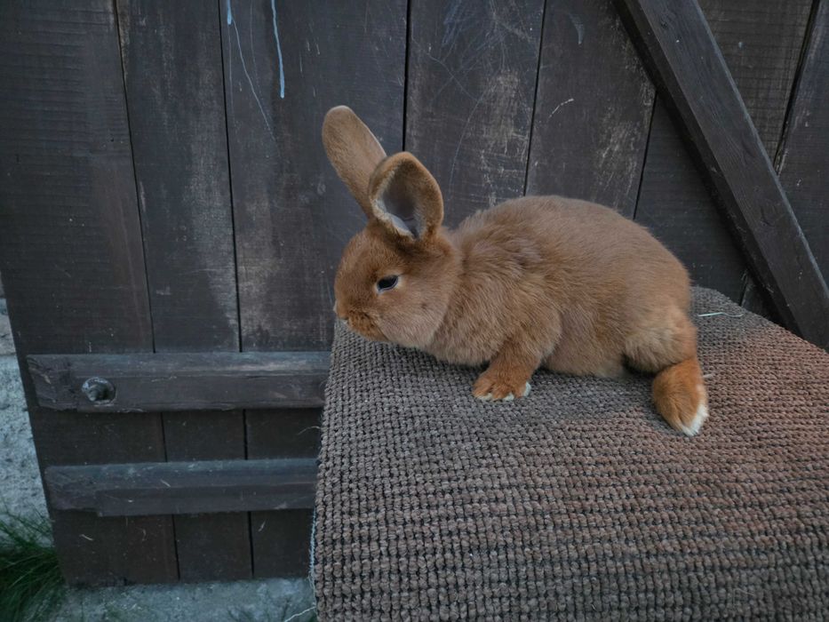 Sprzedam młode nowozelandzkie czerwone