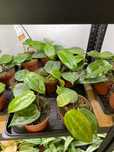 Hoya Latifolia Hoja Ogrzewacz w cenie