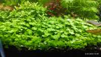 Staurogene Repens Hydrocortyle Japan rośliny akwariowe 1 plan