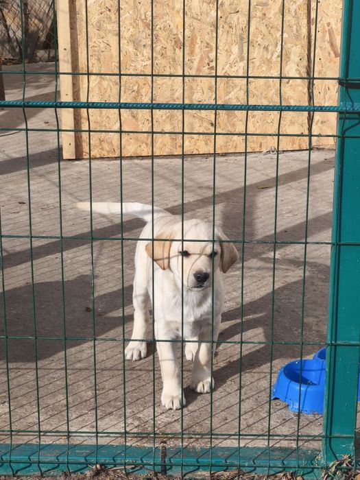 Белый Мишка Лабрадорчики Элитные щенки Питомника с Документами Доставк