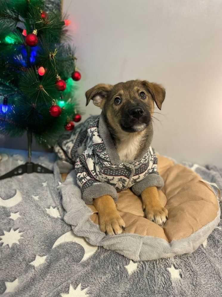 Цуценя, хлопчик, віддам,3,5 місяці