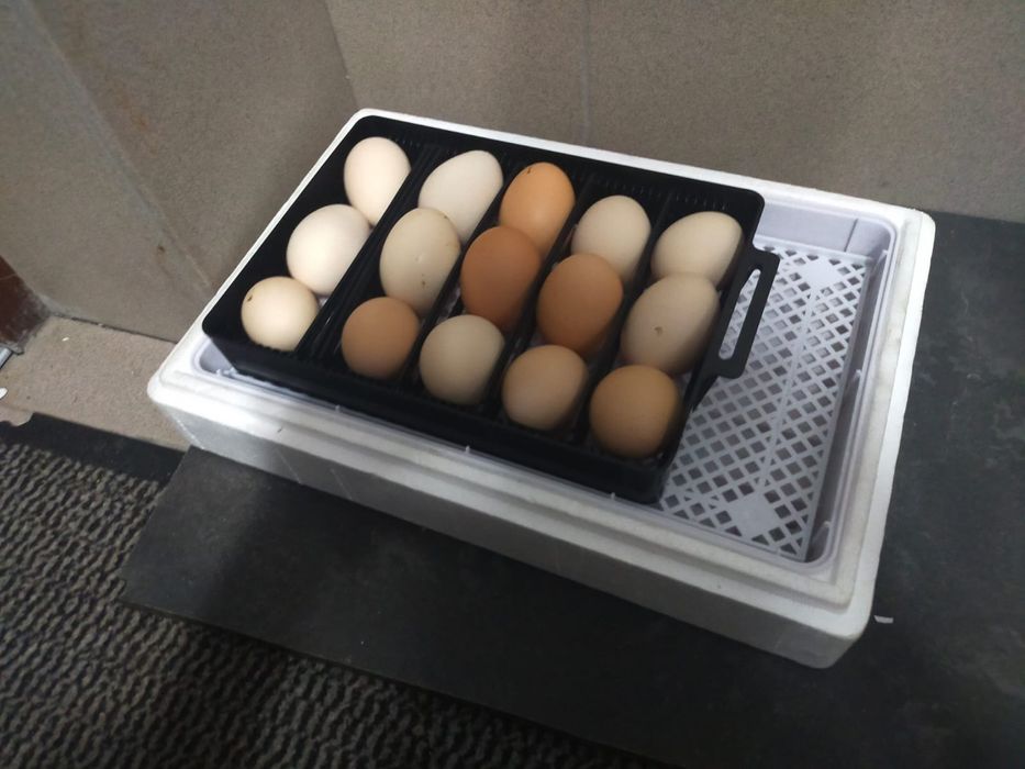 Inkubator automatyczny