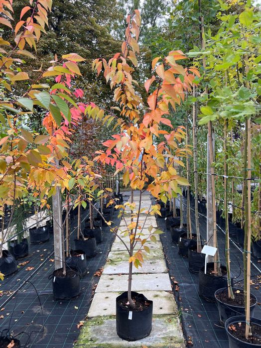 Wiśnia japońska piłkowana Prunus serrulata ‚Kanzan’ 200-250cm wys.