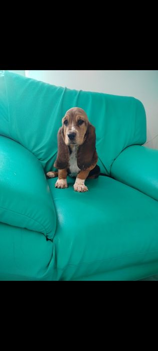 Basset hound kochana suczka