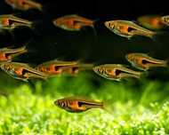 Rozbora espei do krewetkarium i nie tylko