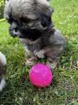 Shih tzu Piękna Suczka