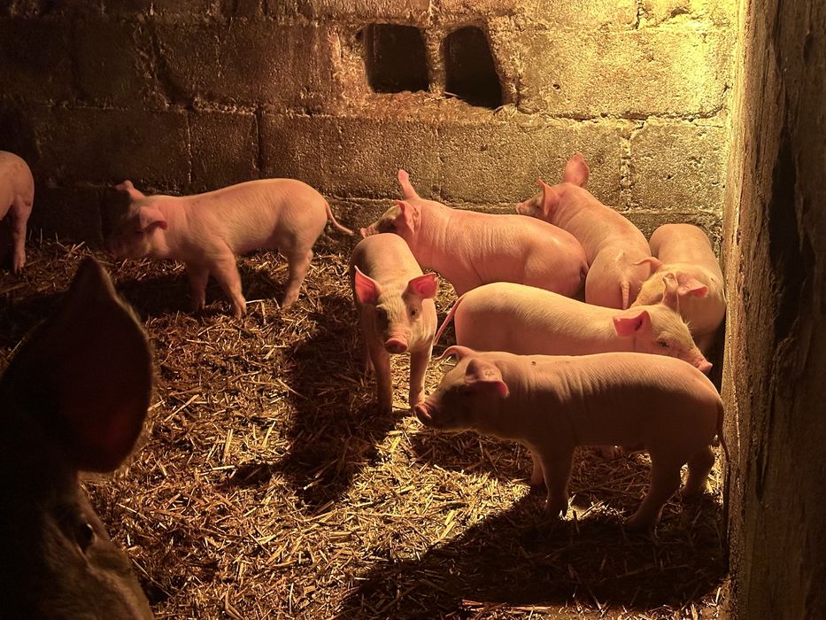 Продам поросят