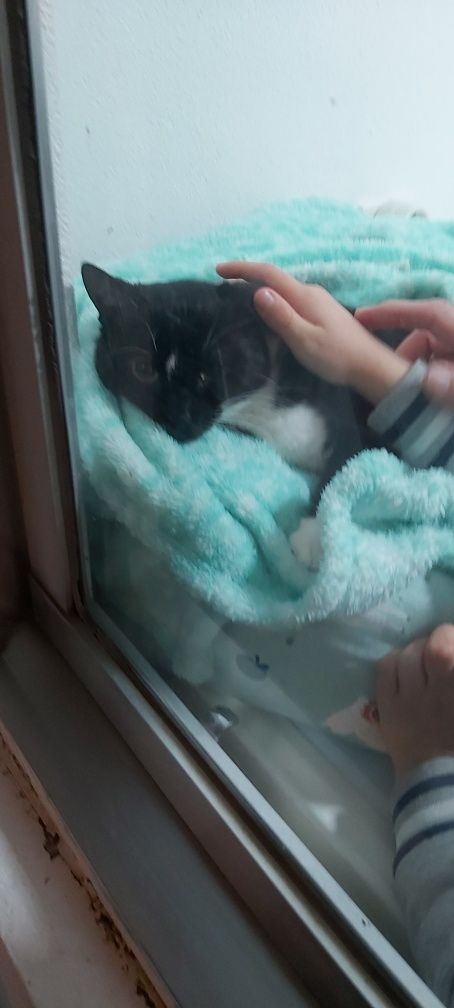 Gatinha dócil esterilizada para adoção