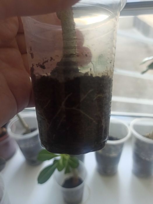 Аденіуми вкорінені гілочки мікс кольорів