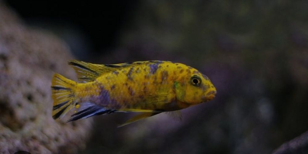 Tropheops otther point  [bb] [mc] [gold]