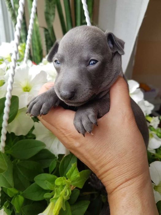 .Левретка. Элитные щенки левретки.