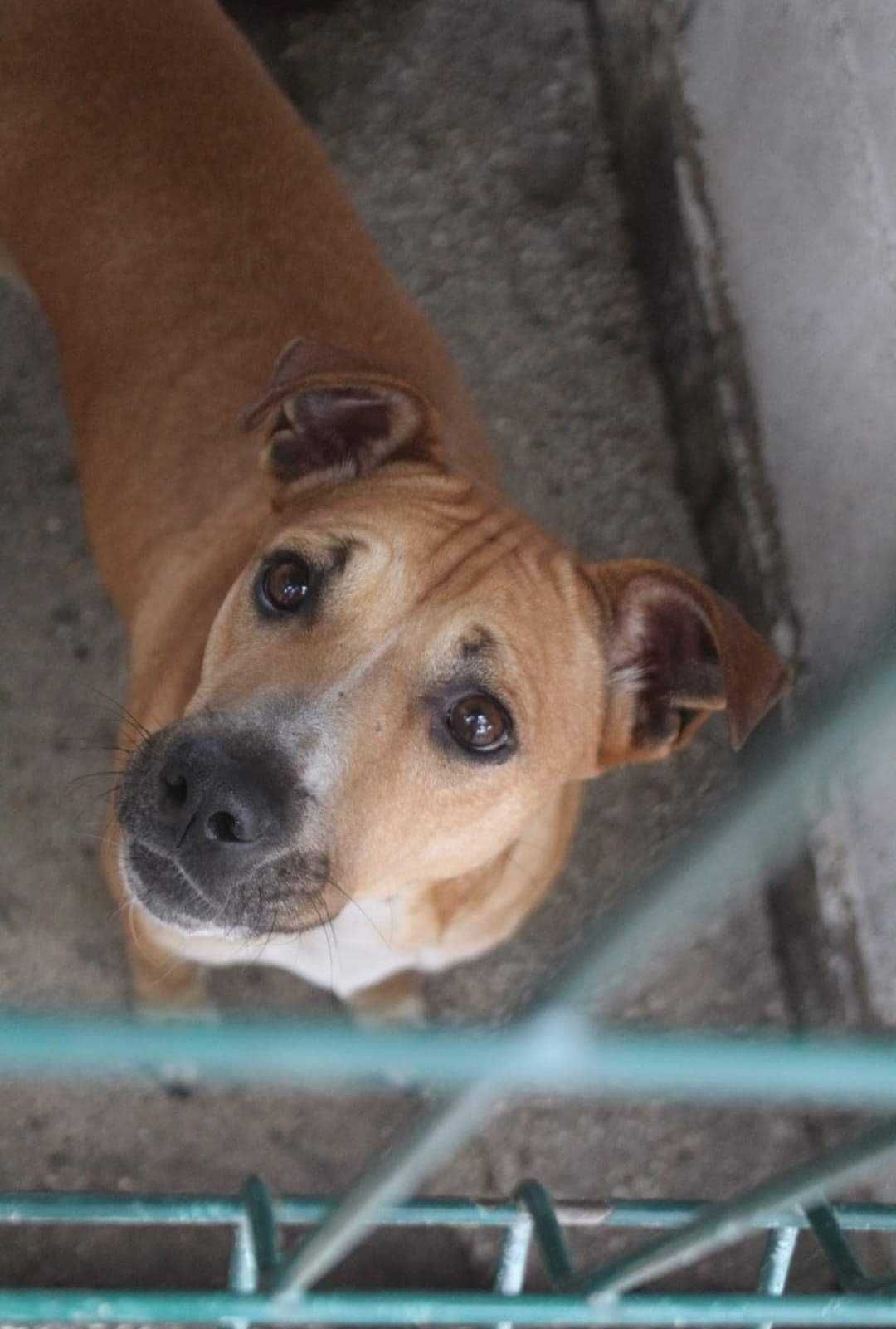 SOFIE (Fêmea, 19Kg) Para Adopção