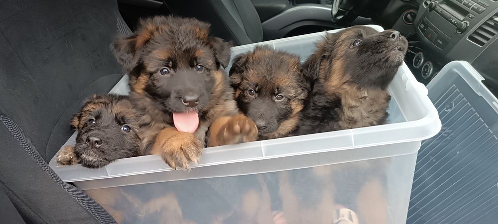 Owczarek Niemiecki Długowłosy szczenięta