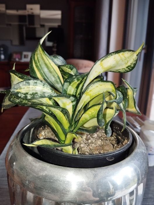 Sansevieria Spiral Star sansevieria hahniiSilver Frost