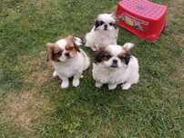 Szczeniak Pekińczyk Nie Shih Tzu