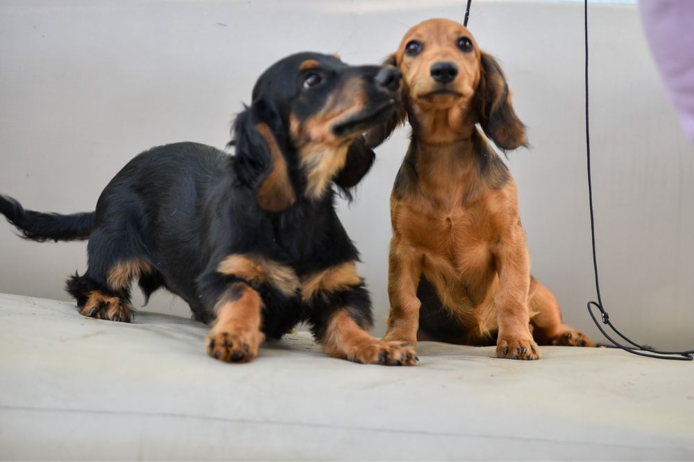 Шикарнючі довгошерстні такси