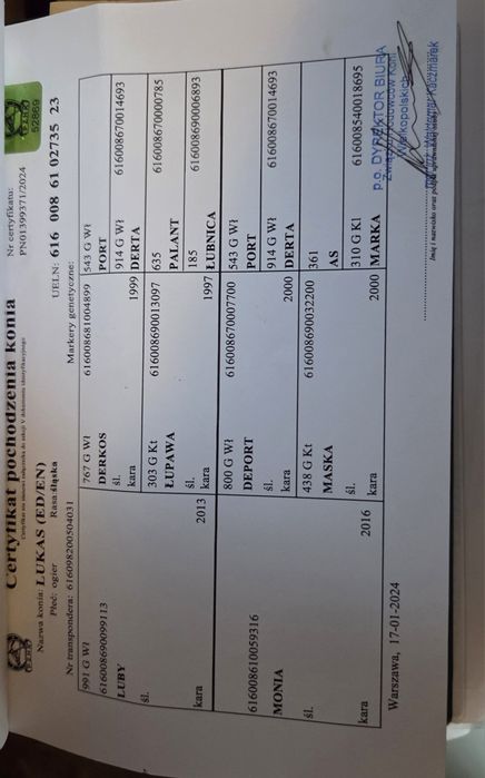 Kary ogier śląski urodziwy