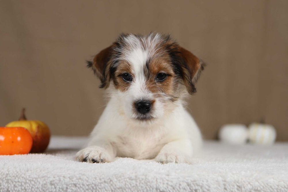 piesek Jack Russell terrier ZKWP/FCI szorstkowłosy