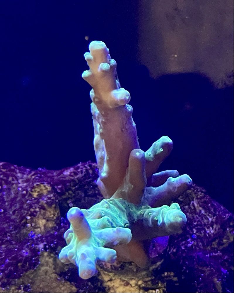 Acropora - akwarium morskie
