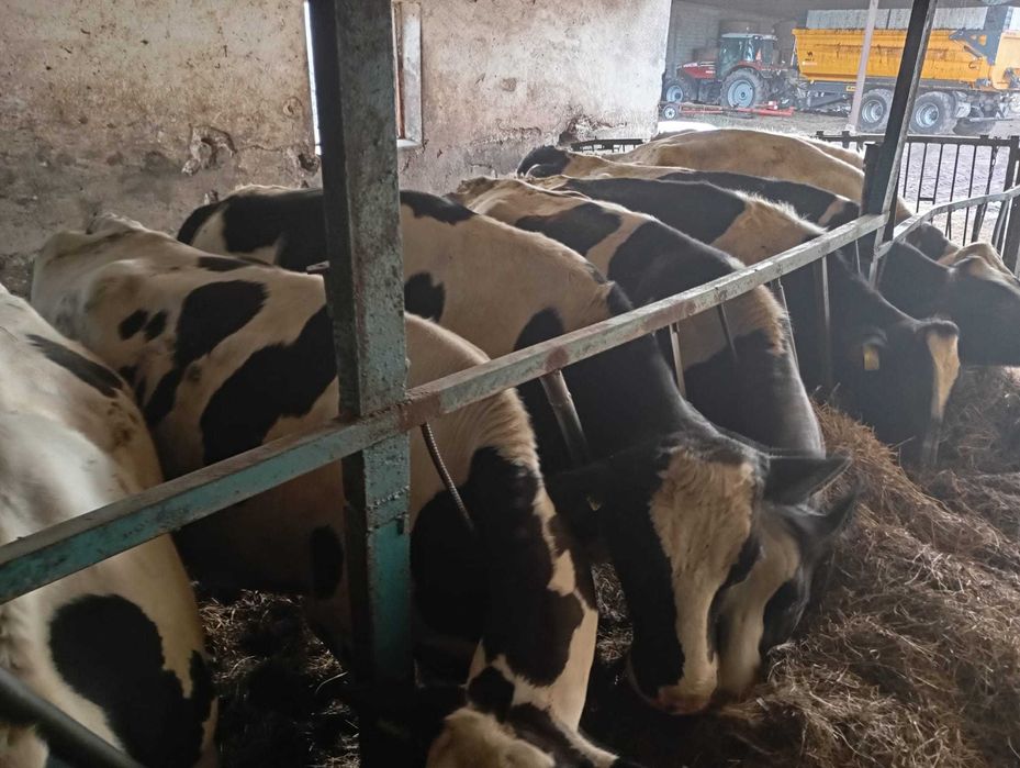 Krowy-pierwiastki-jałówki 18 szt