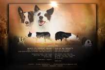 Samiec border collie ISDS /FCI