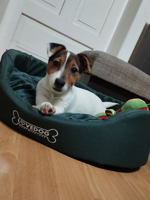 Jack Russell terrier - suczka