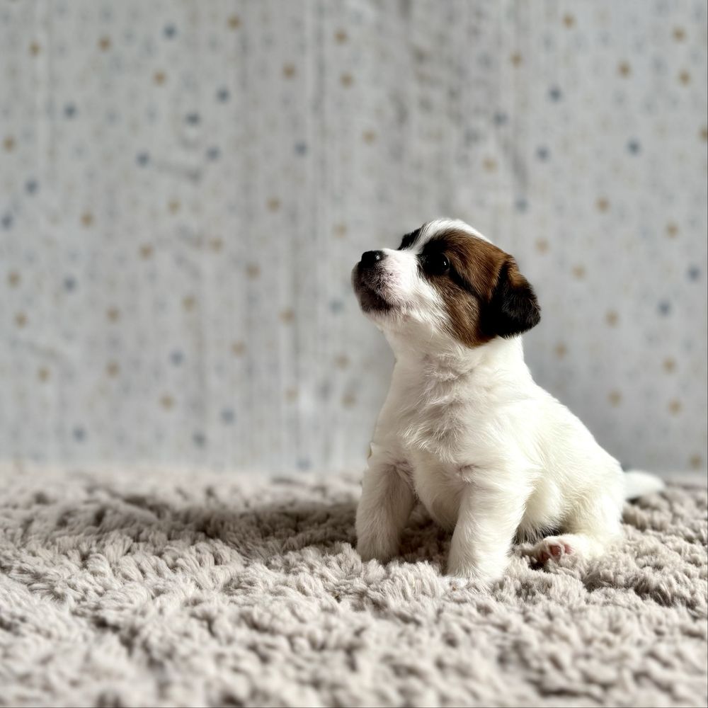 Jack Russell Terrier- biało-brązowy piesek z rodowodem FCI