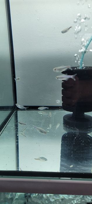 Tetra  maranka  blue