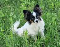 Spaniel kontynentalny miniaturowy PapillonFCI