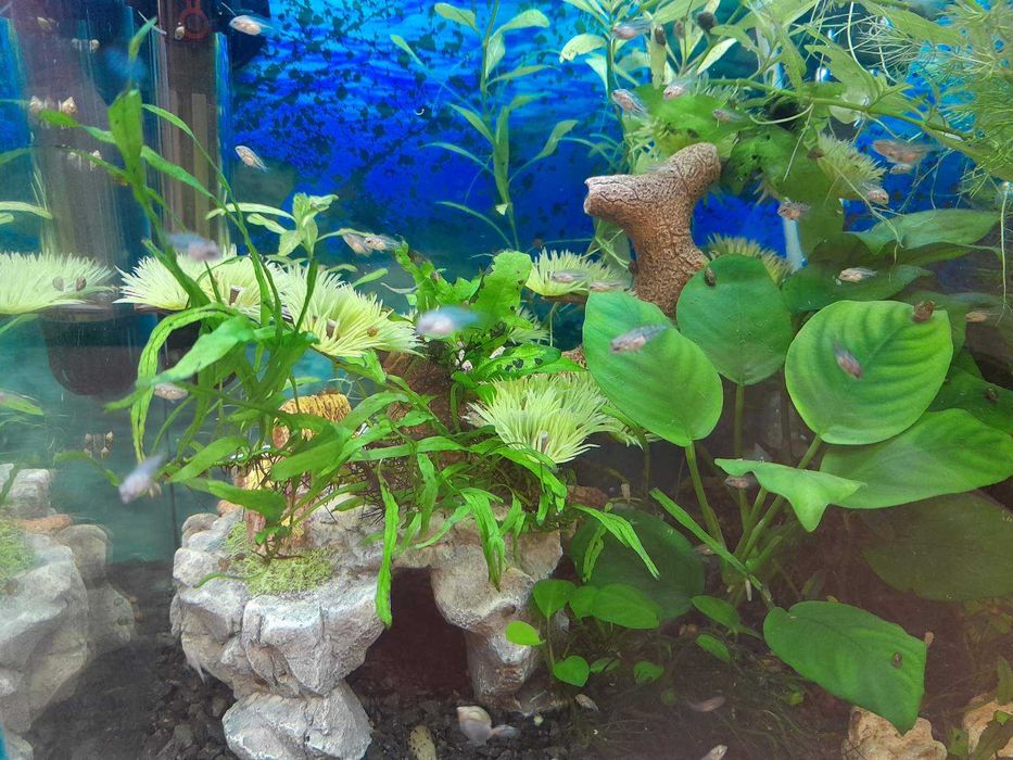 Продам акваріум в зборі Аквакомплект