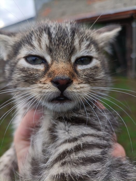 Kotki oddam w dobre ręce