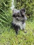 Pomaranian Blue Merle piesek szpic miniaturowy