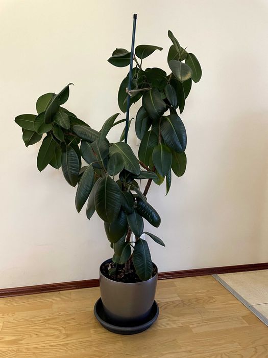 Фікус Еластика Робуста 150 см в горщику!