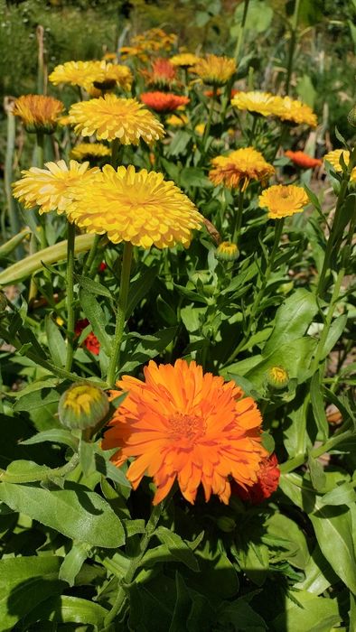 Нагідки  великі, цвіт висушений 2025